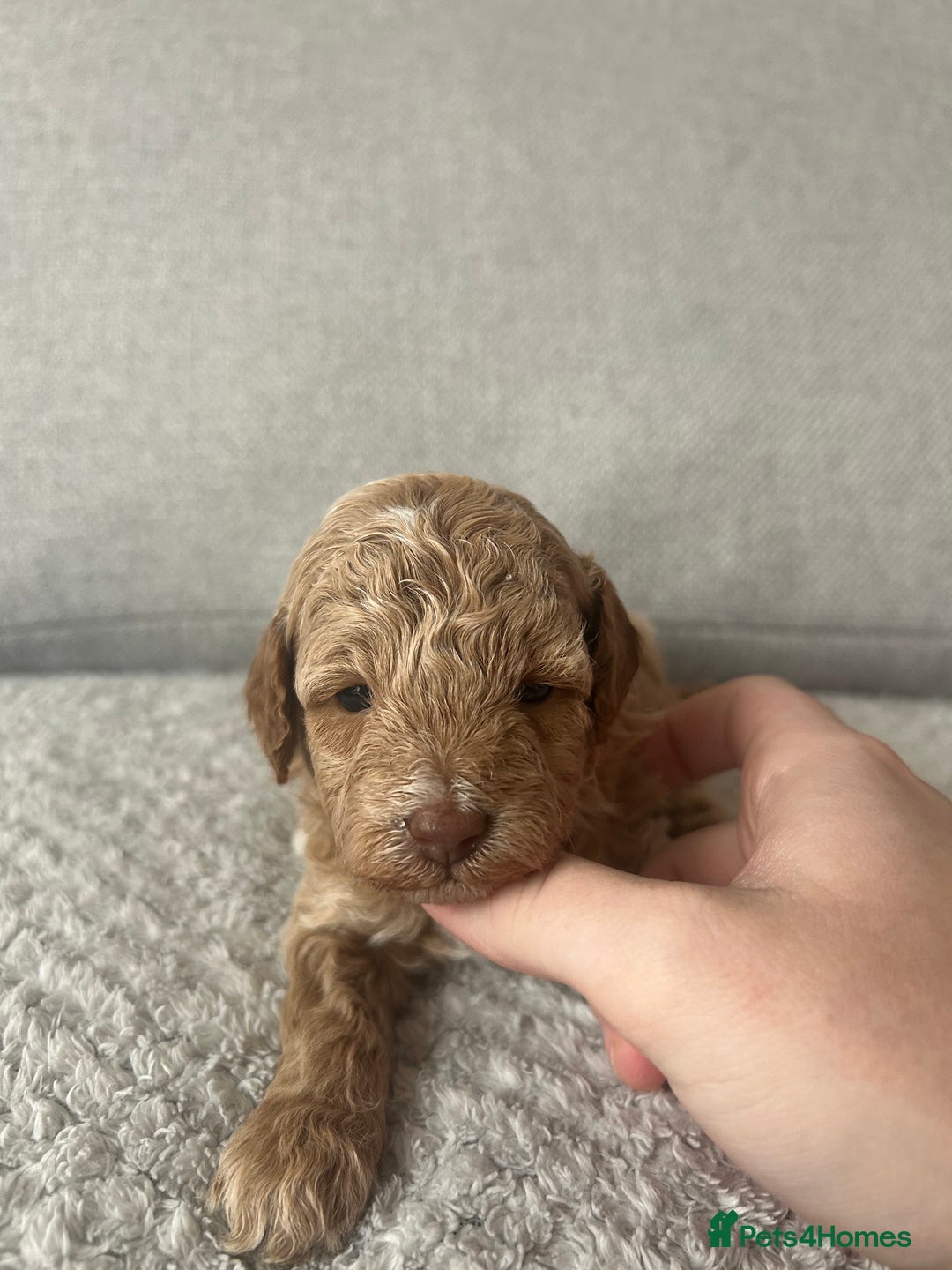Cavapoo dogs for sale: Cavapoo Puppies for Sale - Image 27