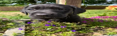 Labrador Retriever 6