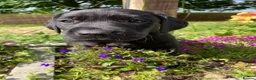 Labrador Retriever dogs for sale: Colourful and Cheerful Labrador Puppies  - Advert 9