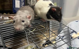 Rat rodents for sale: Two male rats approx 8 months old - Image 5