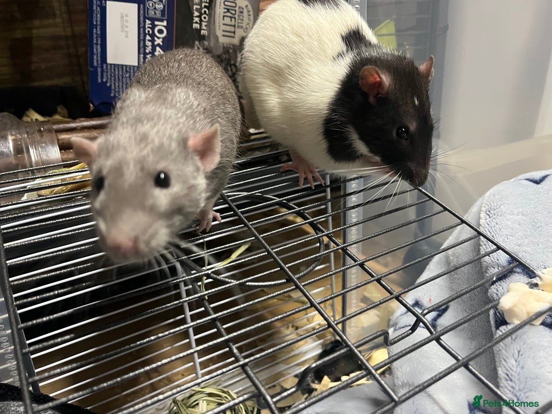 Rat rodents for sale: Two male rats approx 8 months old - Image 5