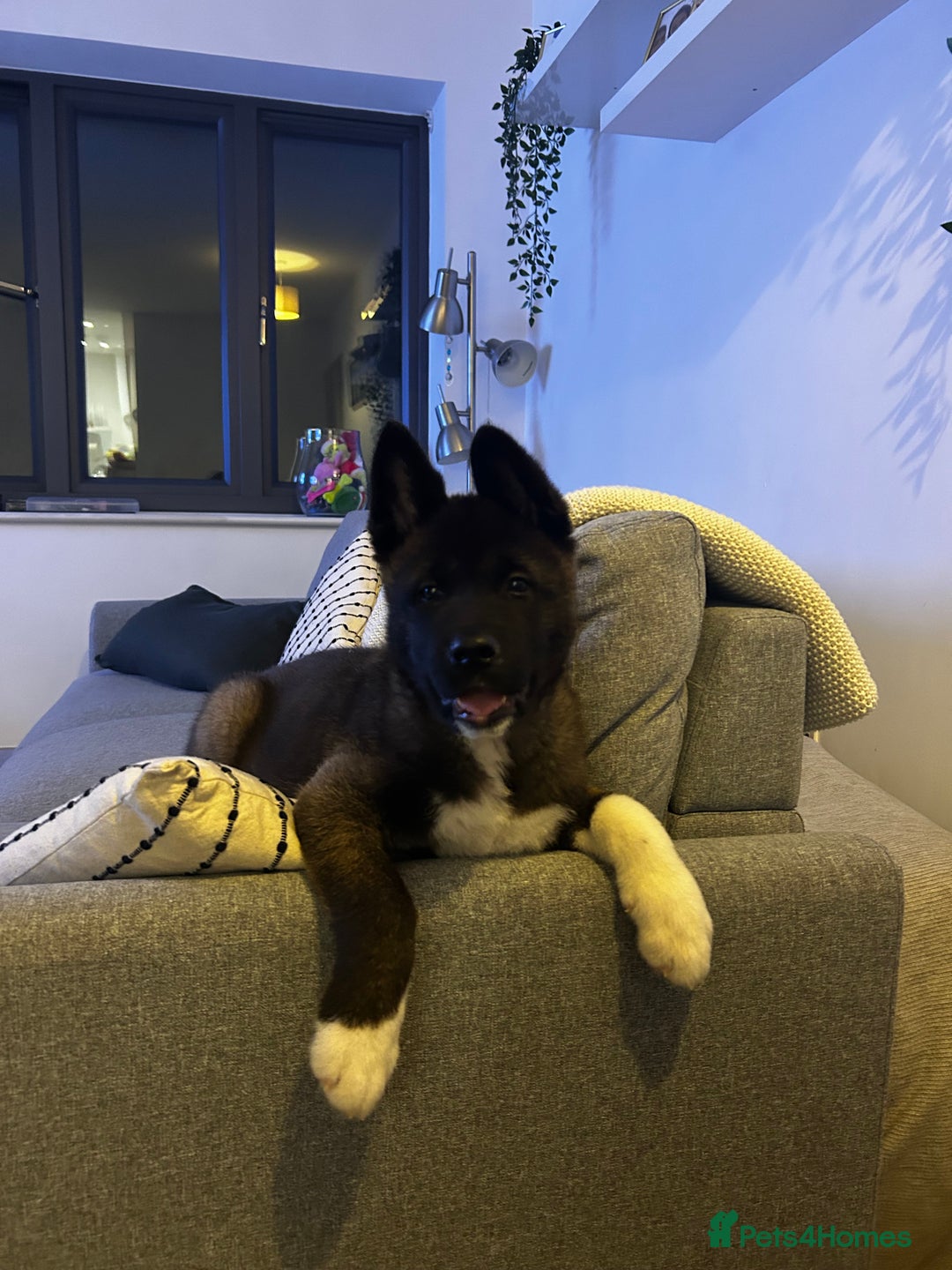 Akita dogs for sale: American Akita puppy looking for new home - Advert 2
