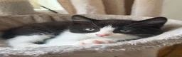 Mixed Breed cats for sale: Mixed Breed (British Shorthair/Domestic) - Advert 22