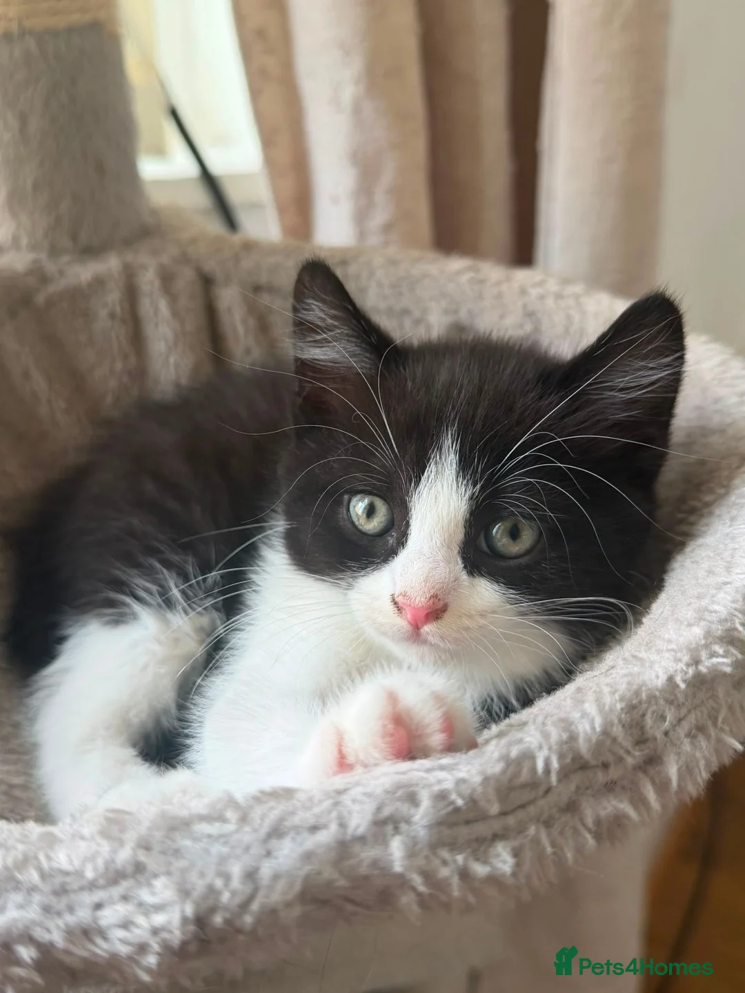 Mixed Breed cats for sale: Mixed Breed (British Shorthair/Domestic) - Advert 22