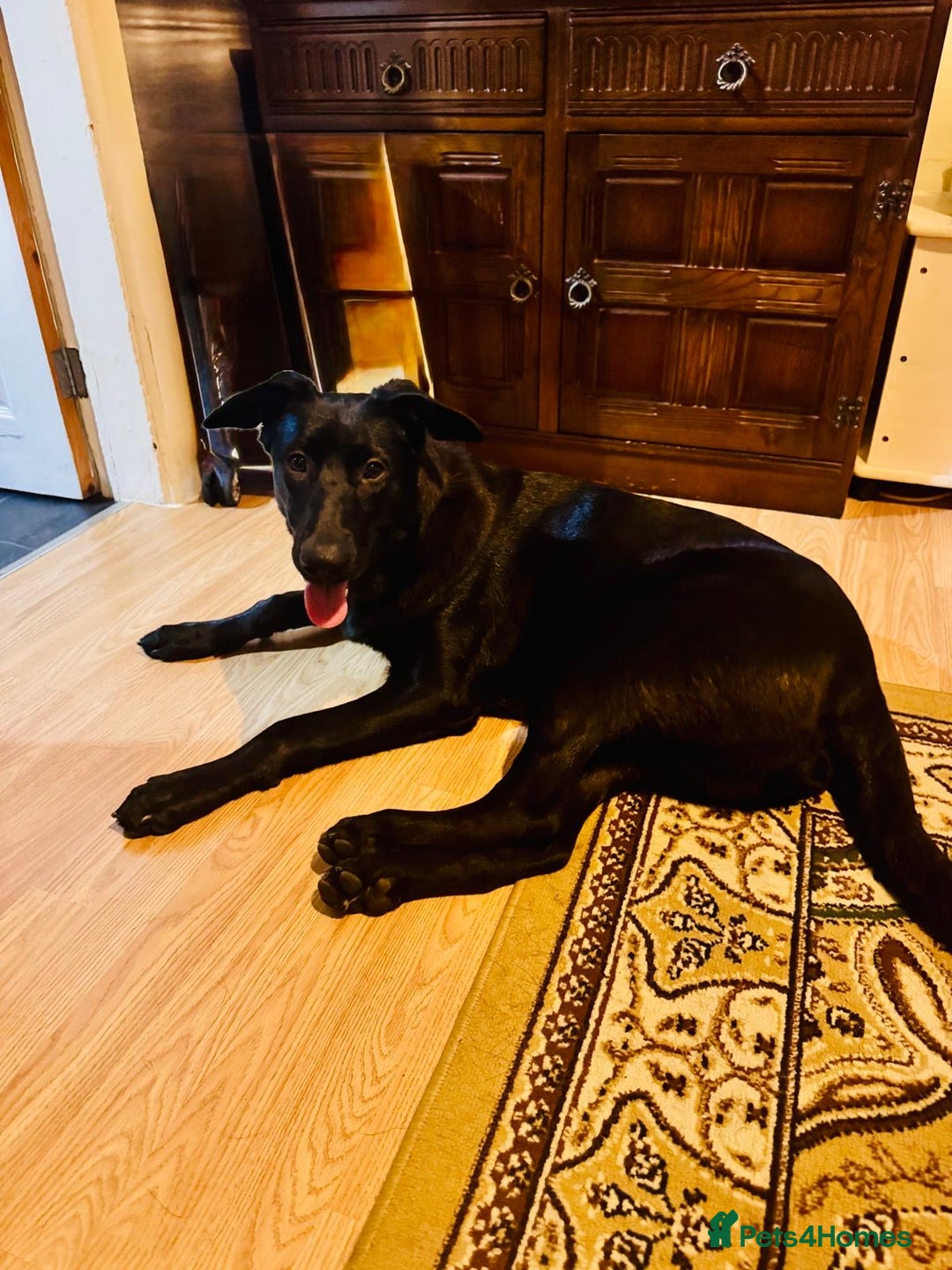 Belgian Shepherd Dog dogs for sale: For sale  - Advert 3