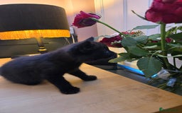 British Shorthair cats for sale: 2 Stunning British Short-hair Kittens - Image 1