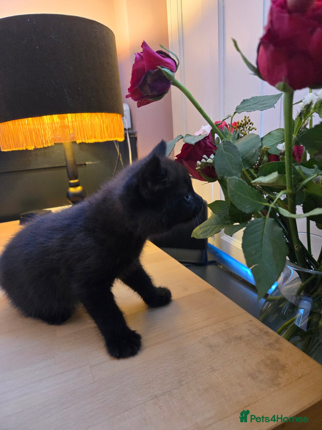 British Shorthair cats for sale: 2 Stunning British Short-hair Kittens - Image 1