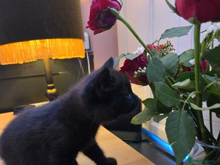 British Shorthair cats - Advert 16