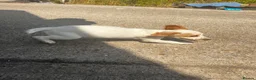Cocker Spaniel dogs for sale: KC registered working cocker spaniel boy  - Advert 5