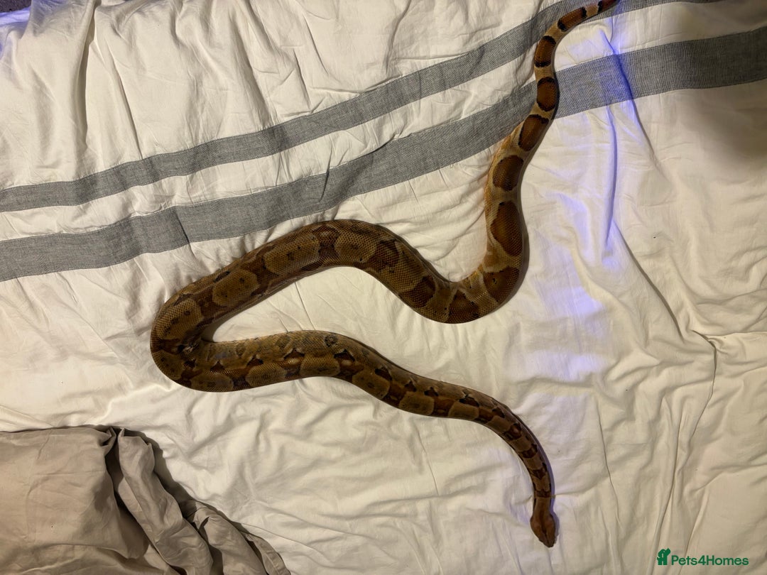 Boa Snake reptiles for sale: Dwarf Boa Constrictor  - Image 4