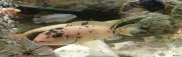 Cichlids fish for sale: GUPPIES / cichlids / SHRIMP/ platty  - Advert 15