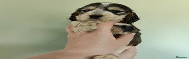 Puppy 3
