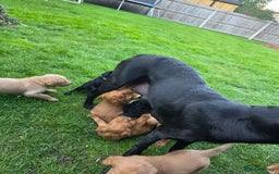 Labradoodle dogs for sale: F1 labradoodles - Image 18