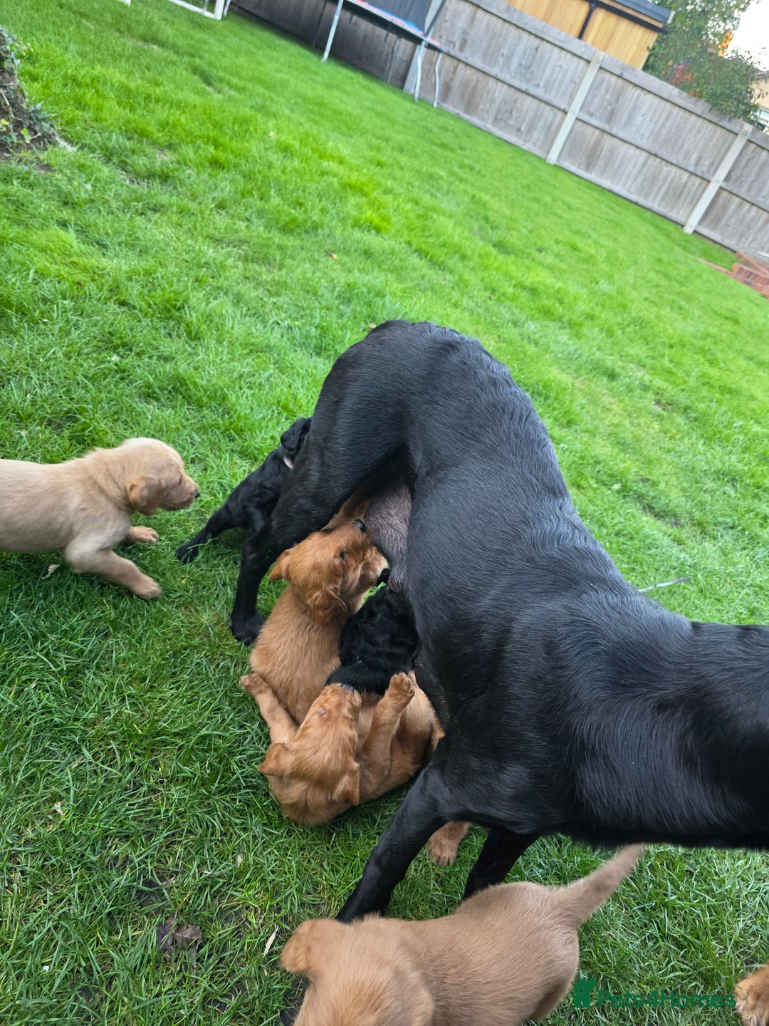 Labradoodle dogs for sale: F1 labradoodles - Image 18