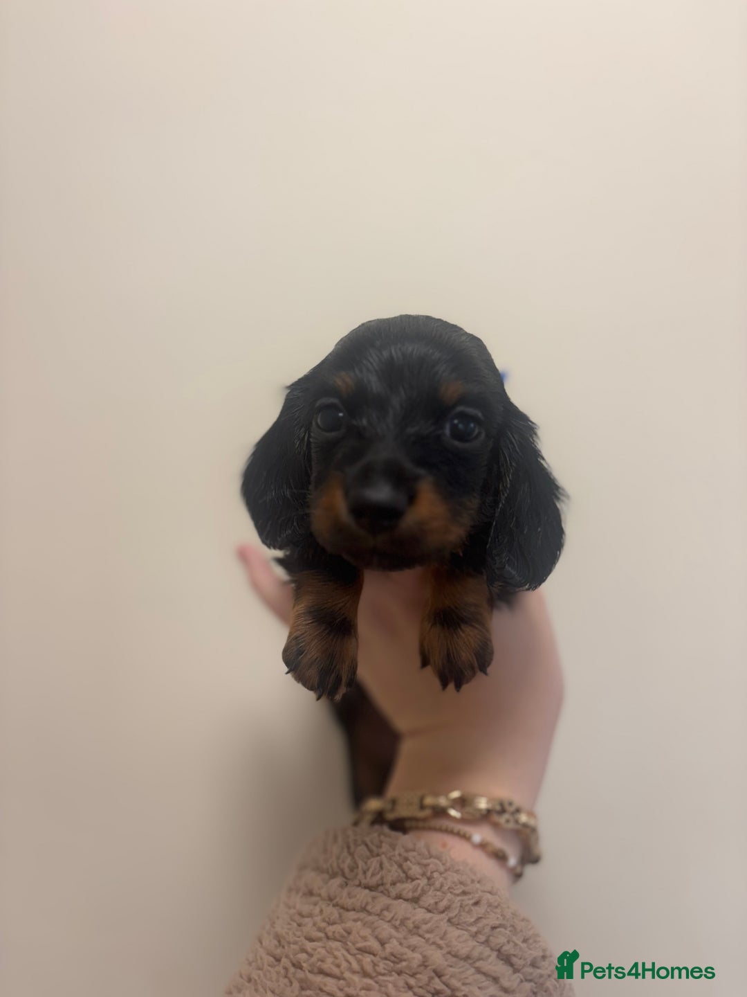 Miniature Dachshund dogs for sale: MINIATURE DACHSHUNDS - Advert 11