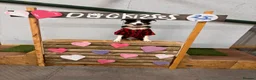 Border Collie dogs for sale: 1 year old border collie boy well trained  - Advert 8