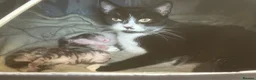 Mixed Breed cats for sale: 💕Beautiful kittens looking for loving homes💕 - Advert 18
