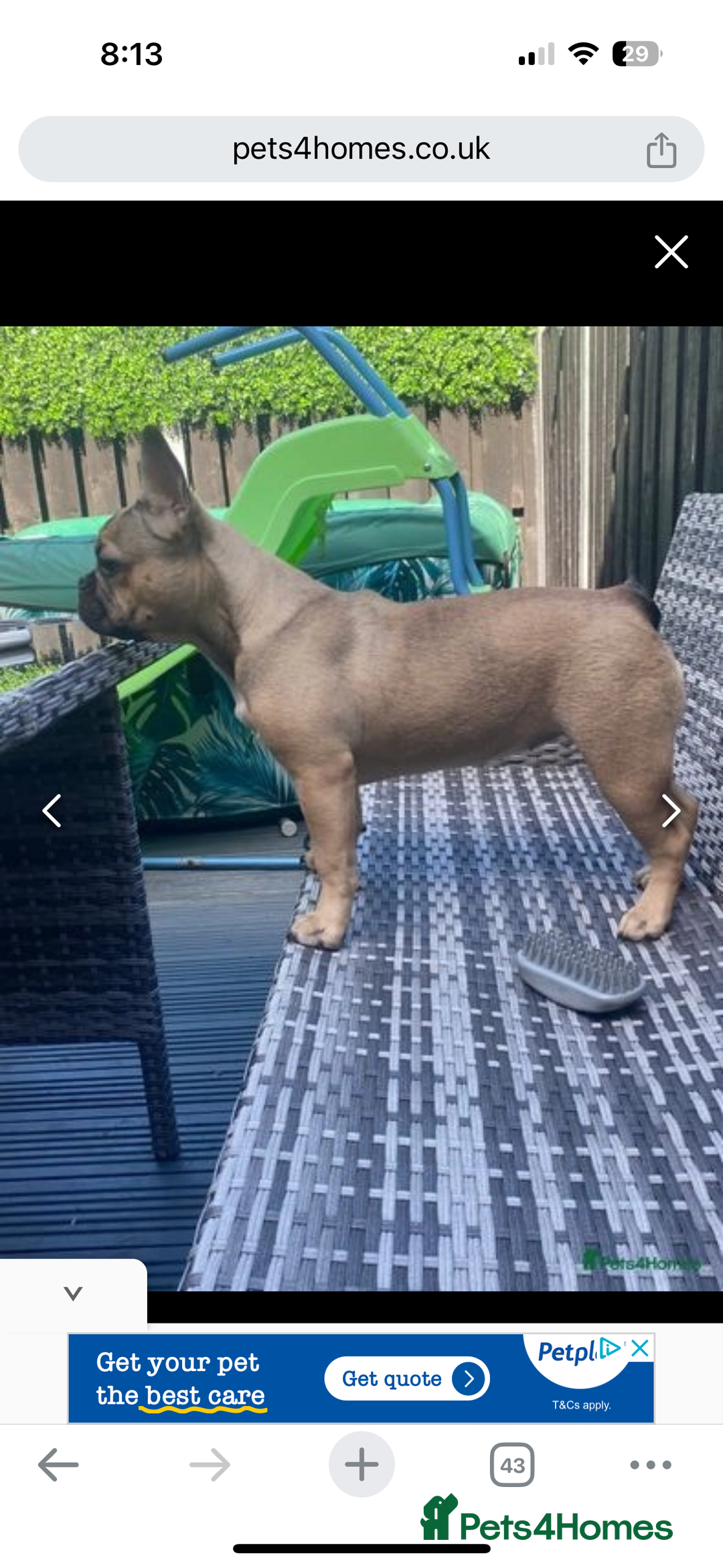 French Bulldog dogs for sale: French bulldog  - Advert 4