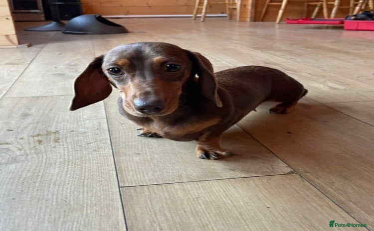 Miniature Dachshund dogs - Advert 10