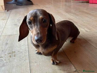 Miniature Dachshund dogs - Advert 31