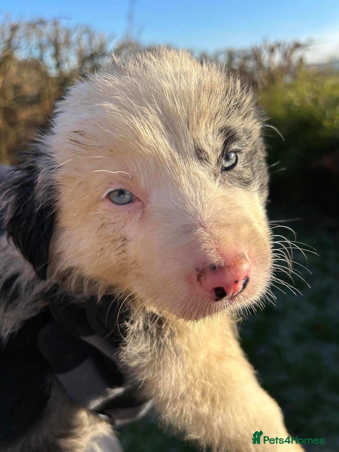 Border Collie dogs for sale: BEAUTIFUL BORDER COLLIE PUPS - Advert 21