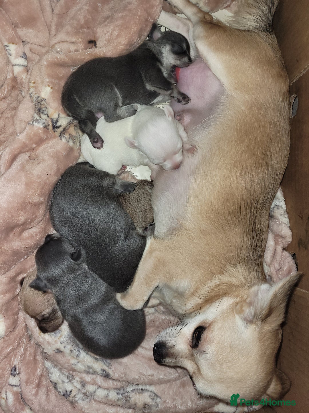 Chihuahua dogs for sale: Chihuahua puppies 2 males and 3 females  - Advert 1