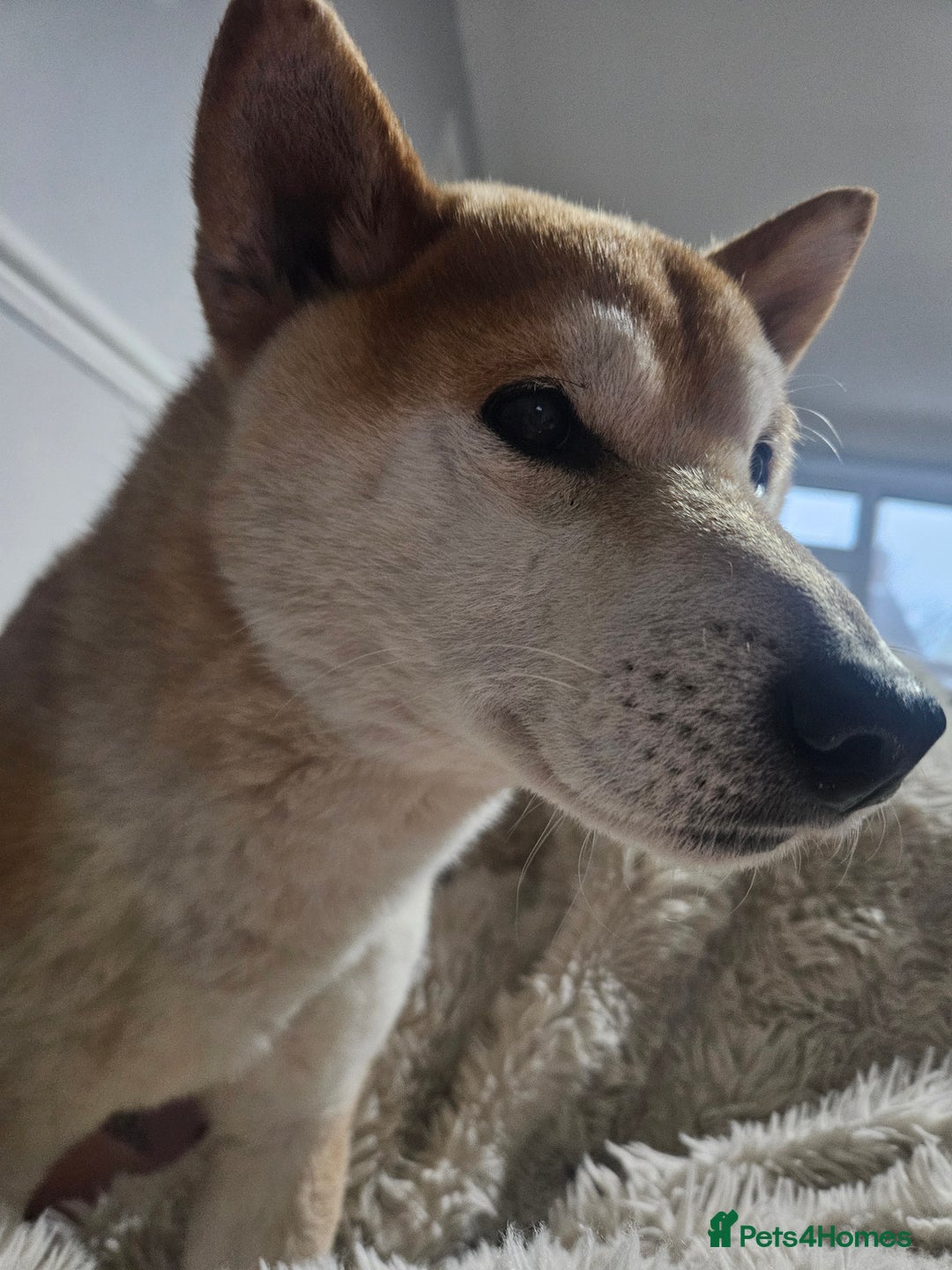 Japanese Shiba Inu dogs for sale: Japanese shiba Inu Puppy  - Advert 12