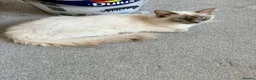 Ragdoll cats for sale: Beautiful Ragdoll  in Staines - Advert 2
