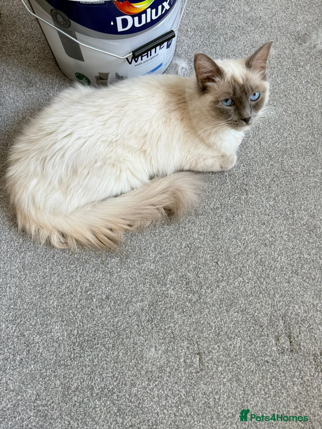 Ragdoll cats for sale: Beautiful Ragdoll  in Staines - Advert 2