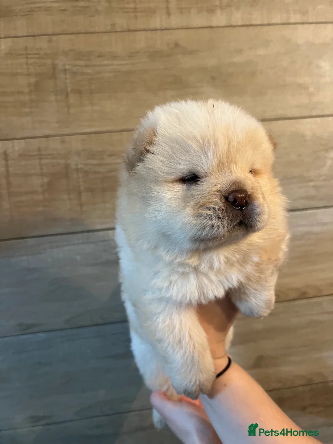 Chow Chow dogs for sale: KC Registered Chow Pups– (Champion Blood Lines) - Advert 5