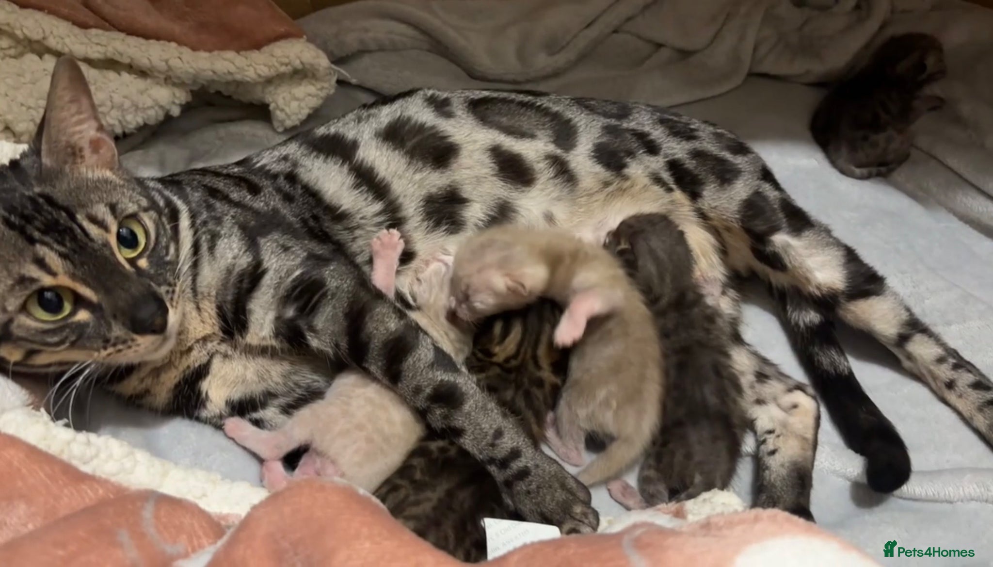 Bengal cats for sale: 🌟pedigree bengal kittens🌟 - Advert 6