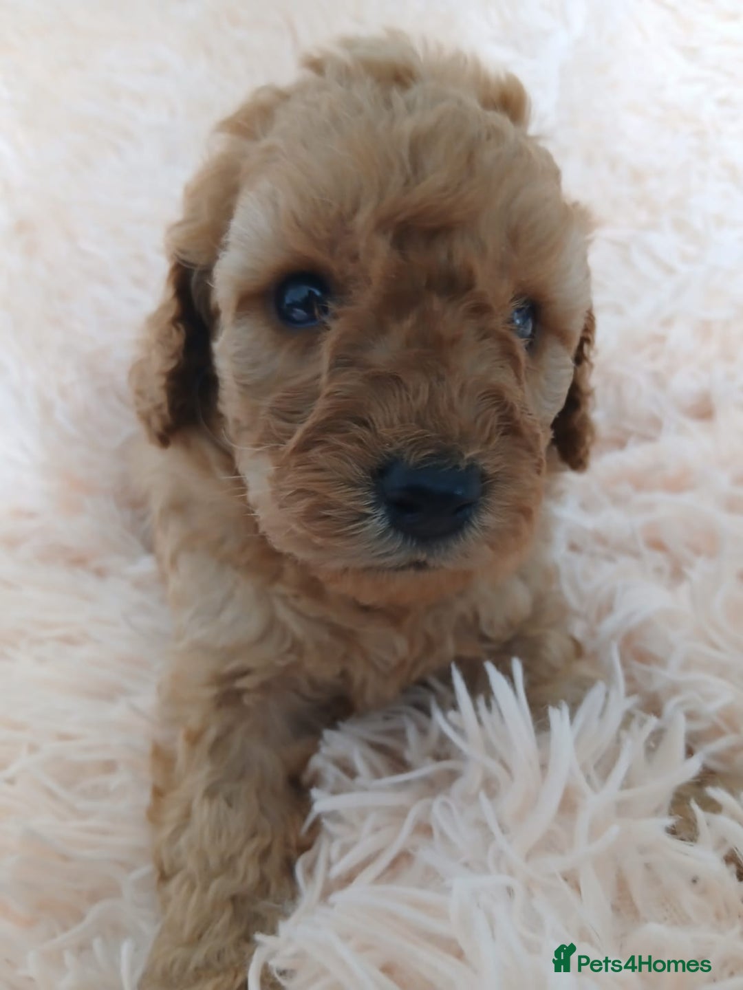 Cockapoo dogs for sale: F1B Cockapoo puppies  - Image 5