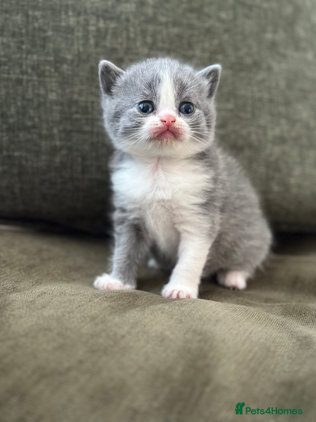 British Shorthair cats for sale: GCCF Registered British Shorthair kittens  - Advert 19