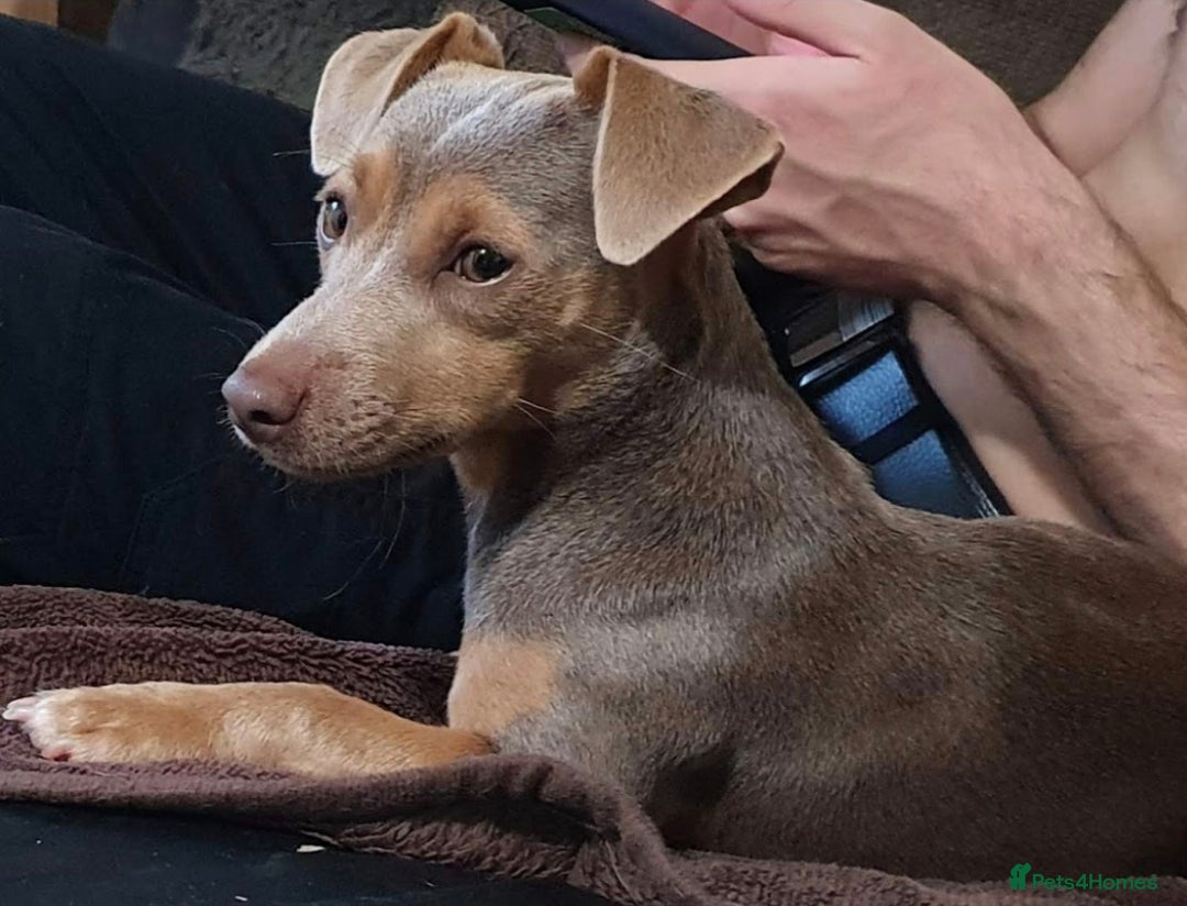 Jack Russell dogs for sale: Miniature Lilac & Blue Jack Russell puppies  - Image 5