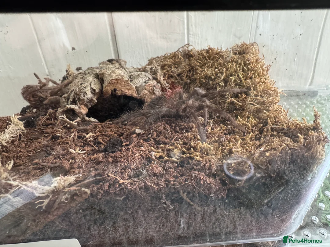 Tarantulas invertebrates for sale: Lasiodora parahybana - Advert 2