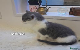 Siamese cats for sale: Bi colour blue and white kittens - Image 22