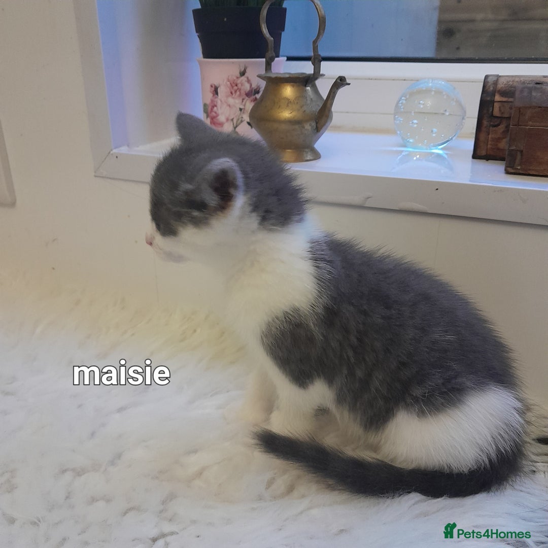 Siamese cats for sale: Bi colour blue and white kittens - Image 22