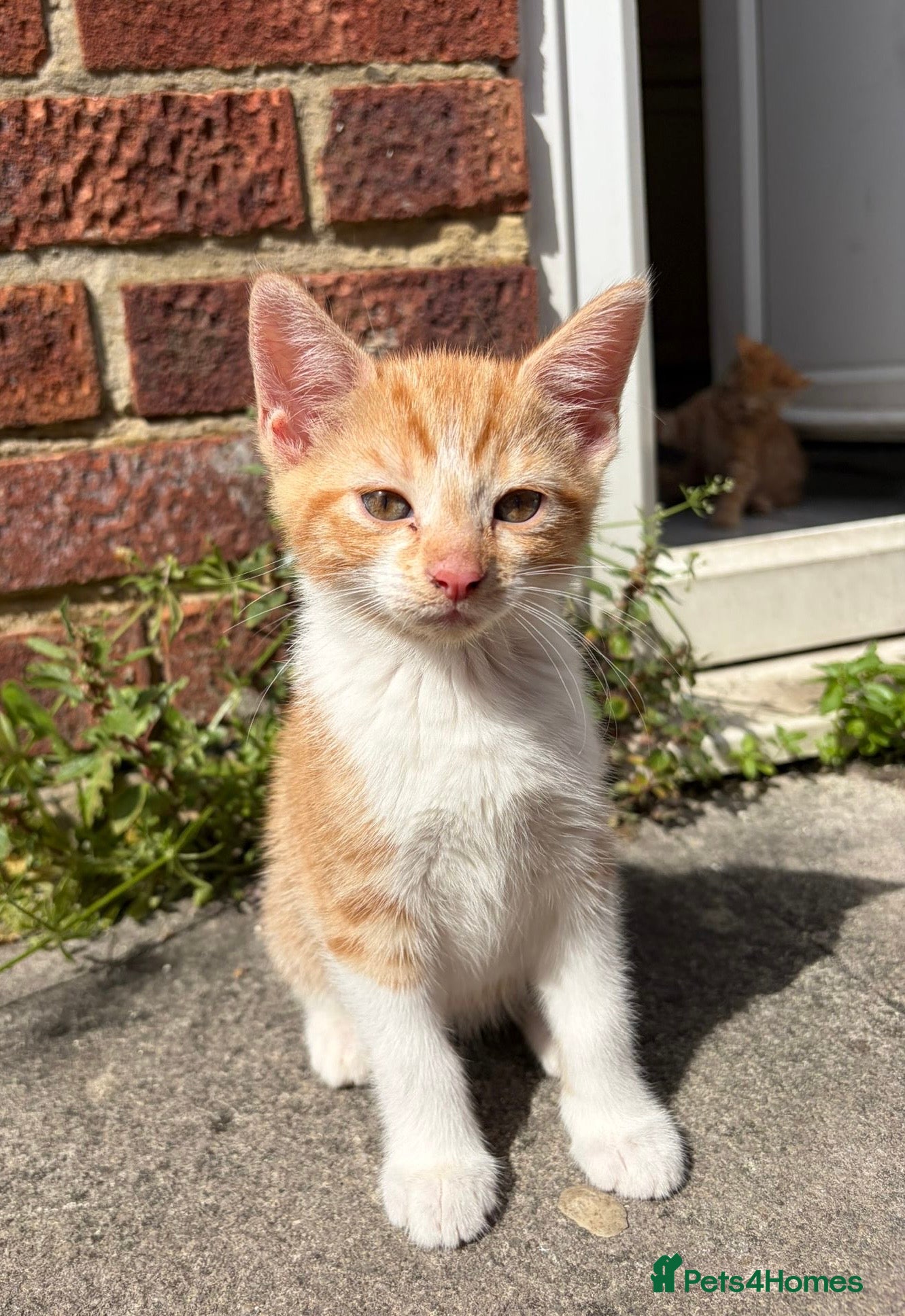 Mixed Breed cats Gorgeous ginger kittens - Advert 15