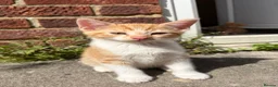 Mixed Breed cats for sale: Gorgeous kittens - Advert 5