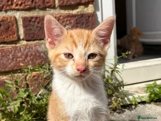 Mixed Breed cats Gorgeous ginger kittens - Advert 15