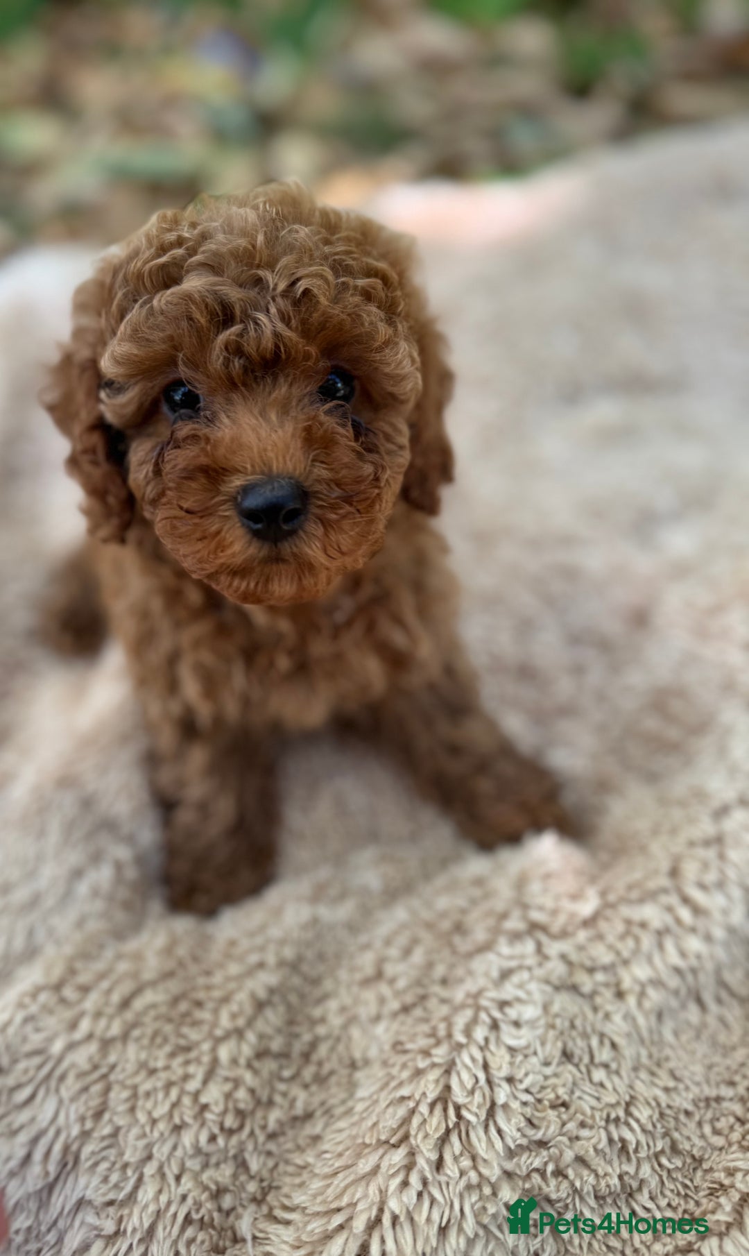 Poochon dogs for sale: Mini poochon  - Image 9