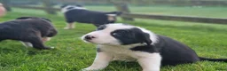 Border Collie dogs for sale: Stunning Border Collie Puppies - Advert 17