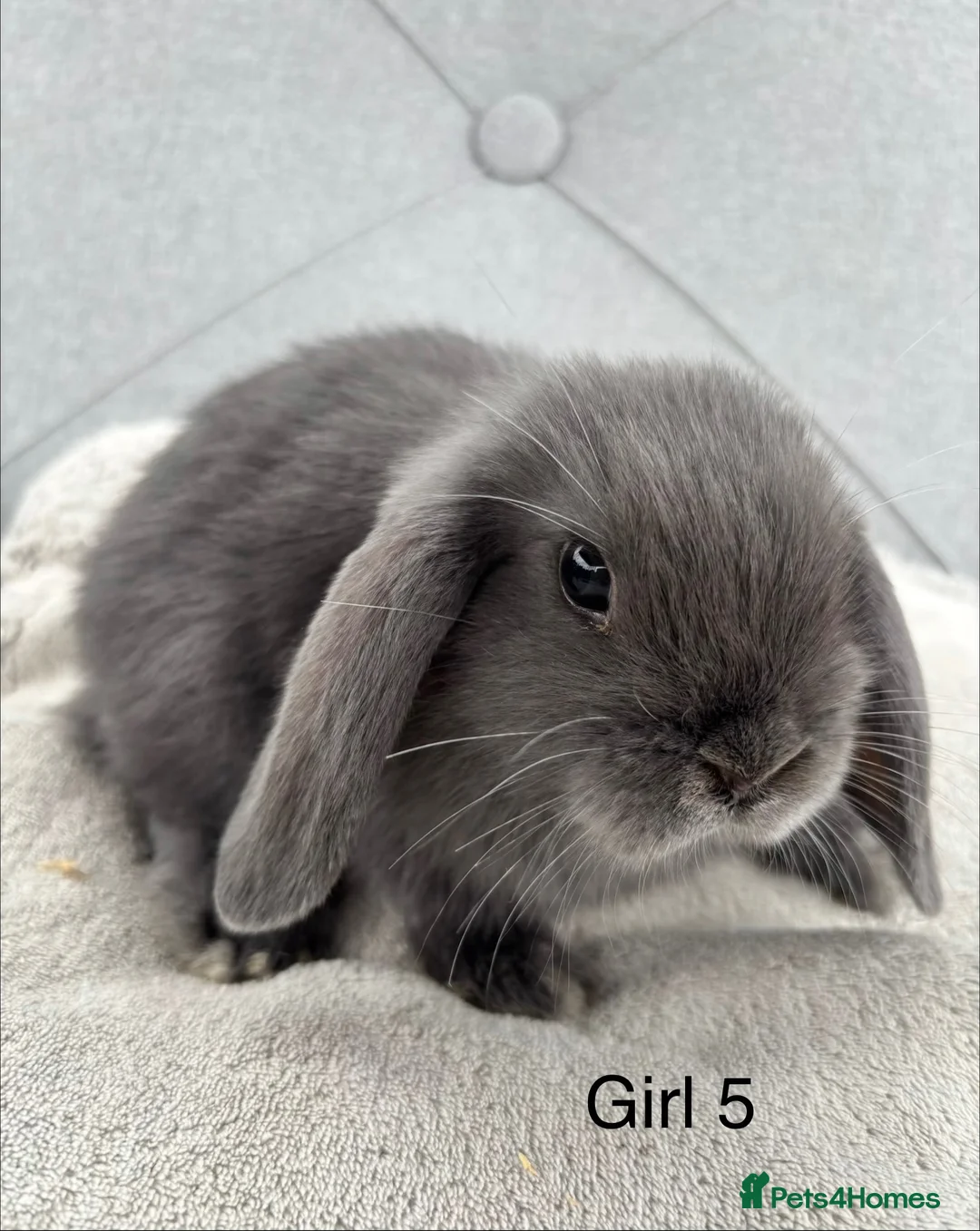 Mini Lop rabbits for sale: Mini lop Litter ready now - all girls  - Advert 5