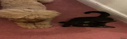 Domestic Shorthair cats for sale: Olive  in Wolverhampton - Advert 6