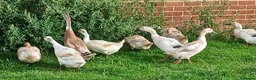 Ducks poultry for sale: Mixed welsh harlequin  - Advert 1