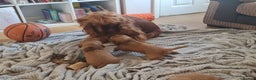 Cocker Spaniel dogs for sale: Golden Cocker Spaniel puppies (boy available) - Advert 15