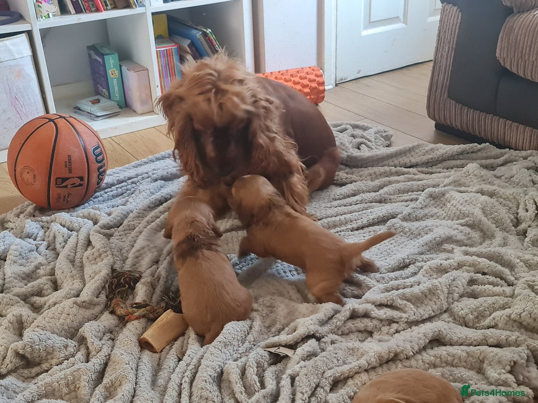 Cocker Spaniel dogs for sale: Golden Cocker Spaniel puppies (boy available) - Advert 15