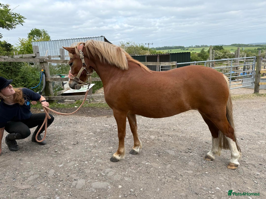 Welsh Section A horses for sale: Welsh section a mare  - Image 2