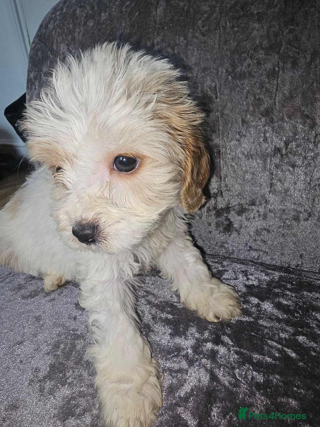 Mixed Breed dogs for sale: caverpoo cocker cross puppies 5 puppys - Advert 2