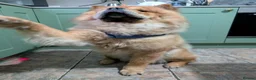 Chow Chow dogs for sale: Loving Chow Chow needs a home  - Advert 6